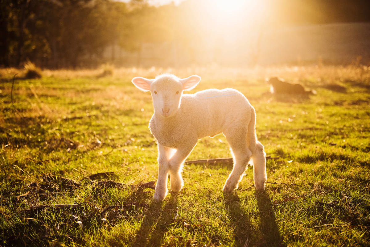 Like a Sheep to the Slaughter